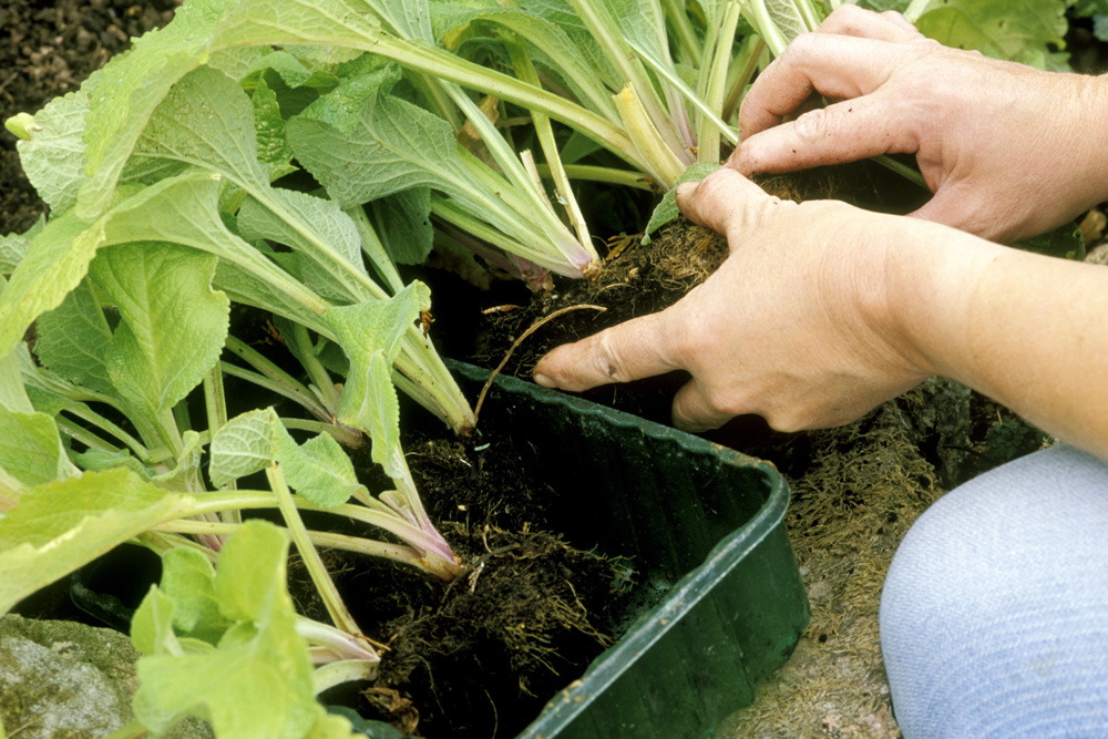 Person handling plants