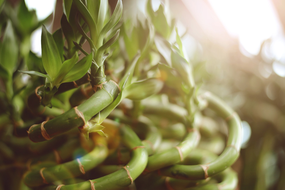 Bamboo plant