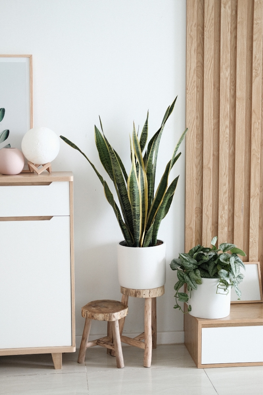 Basement with several plants