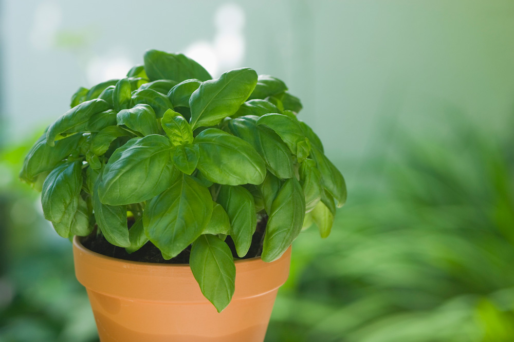 Basil (Ocimum basilicum)