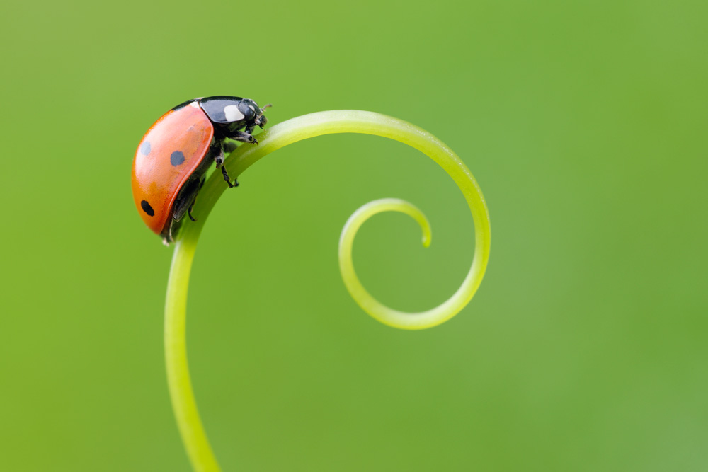 Ladybug on a plant