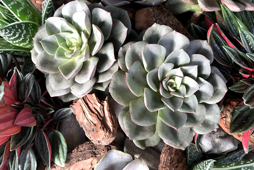 Blue Echeveria