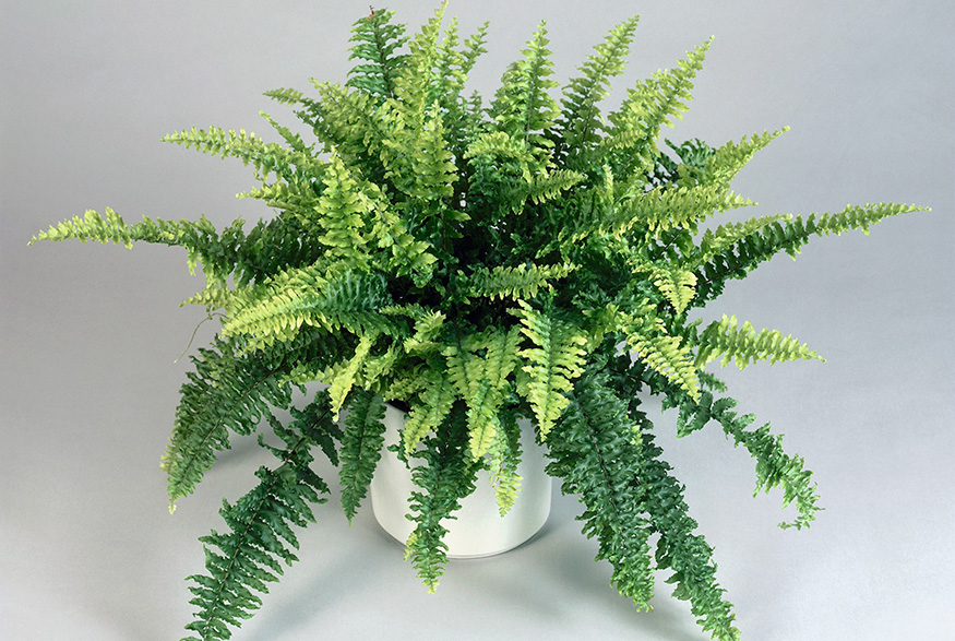 Boston Fern