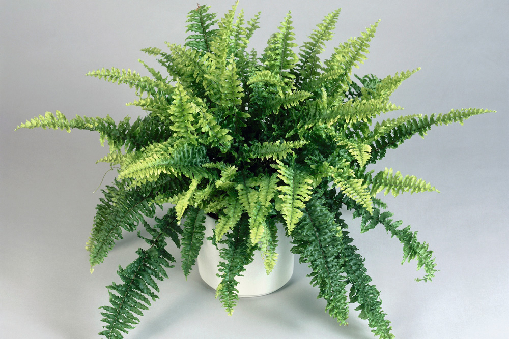 Boston Fern (Nephrolepis exaltata)