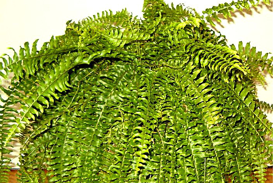 Boston Fern