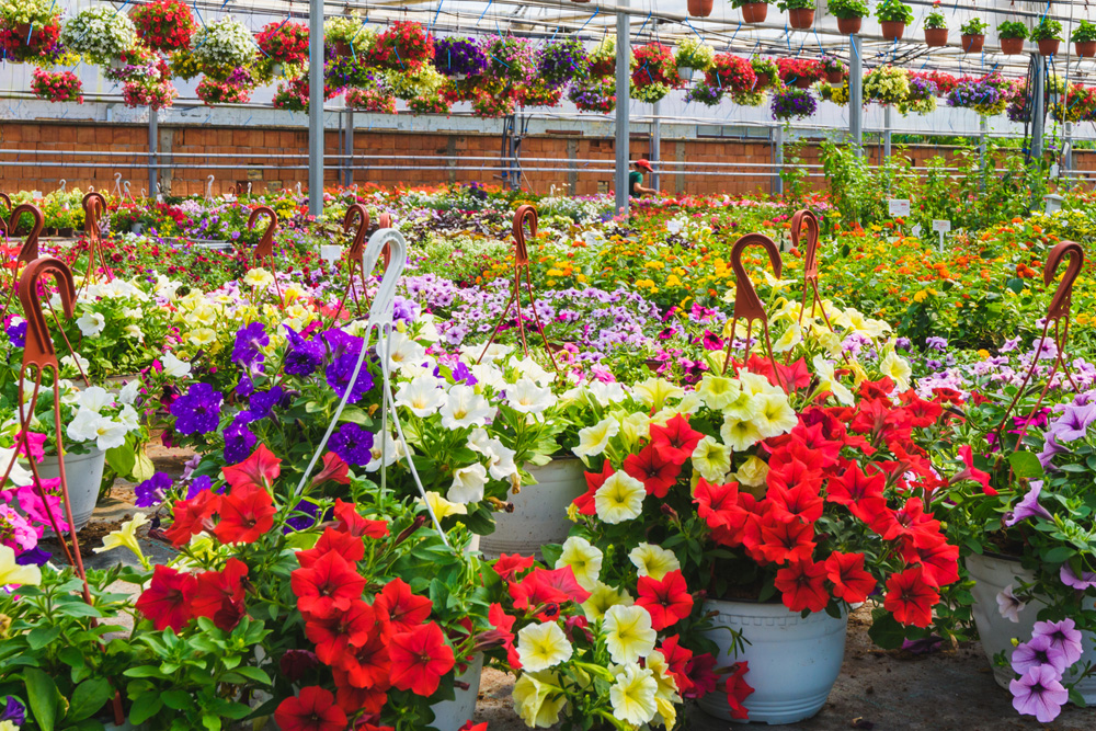 Flowers in a shop