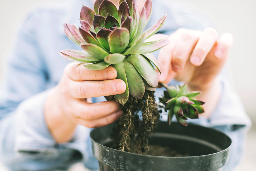 Person putting a plant into a pot