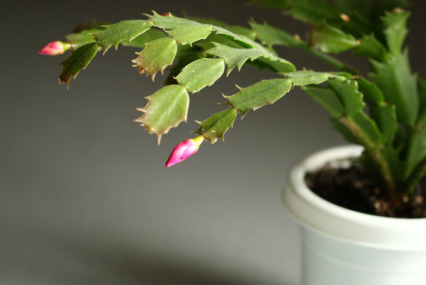 Christmas cactus flower