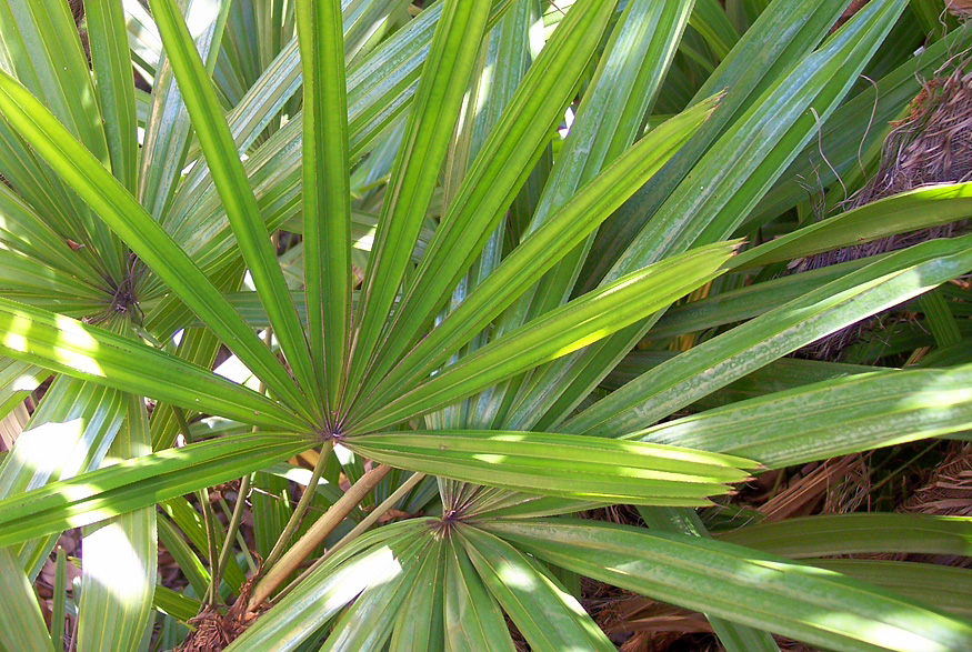 Broadleaf Ladypalm