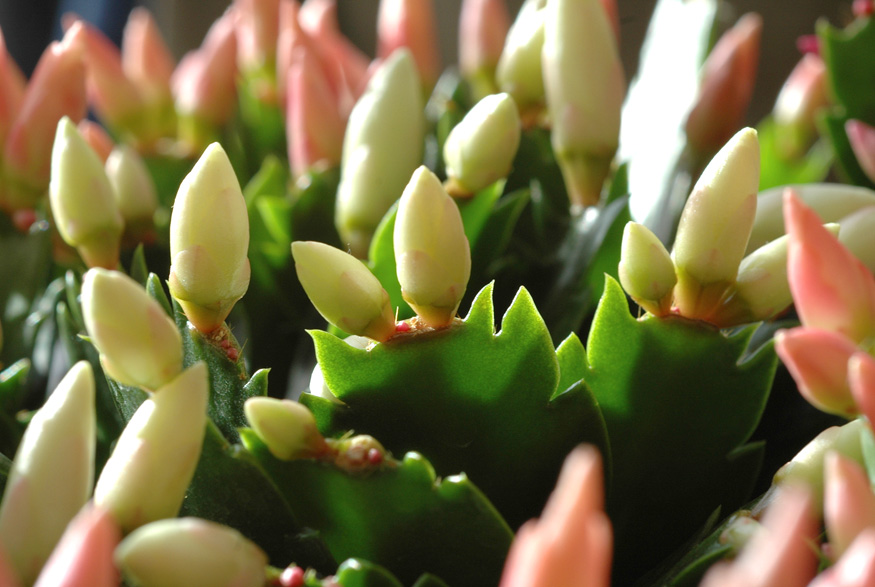 Christmas cactus buds