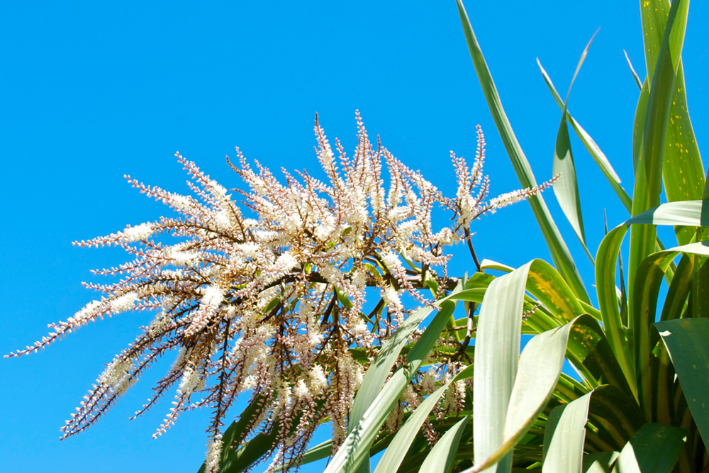 Cabbage Tree (Cordyline australis)