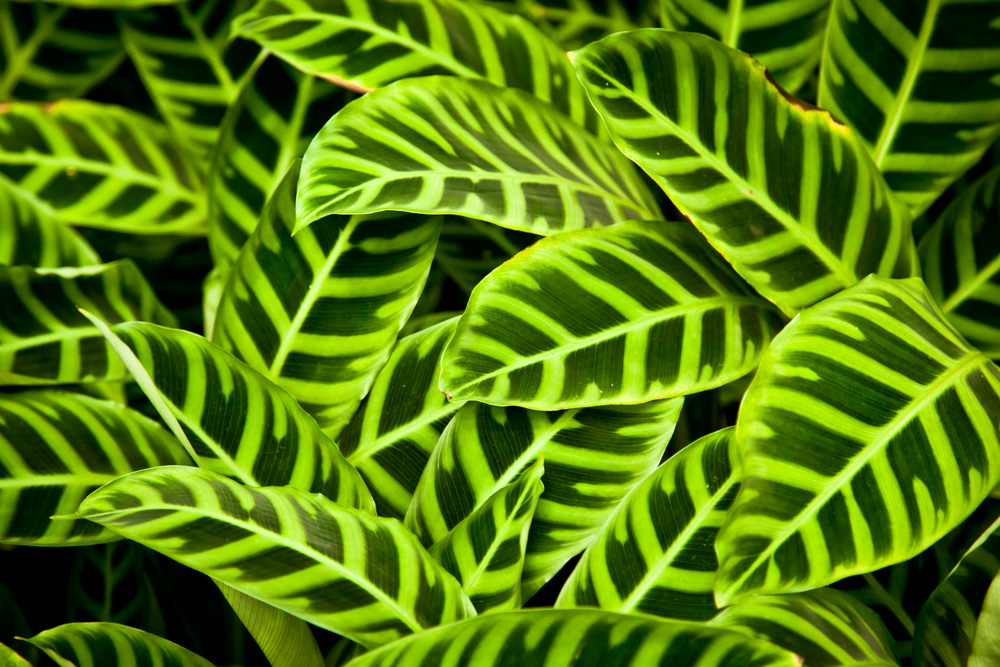 Calathea (Calathea spp.)