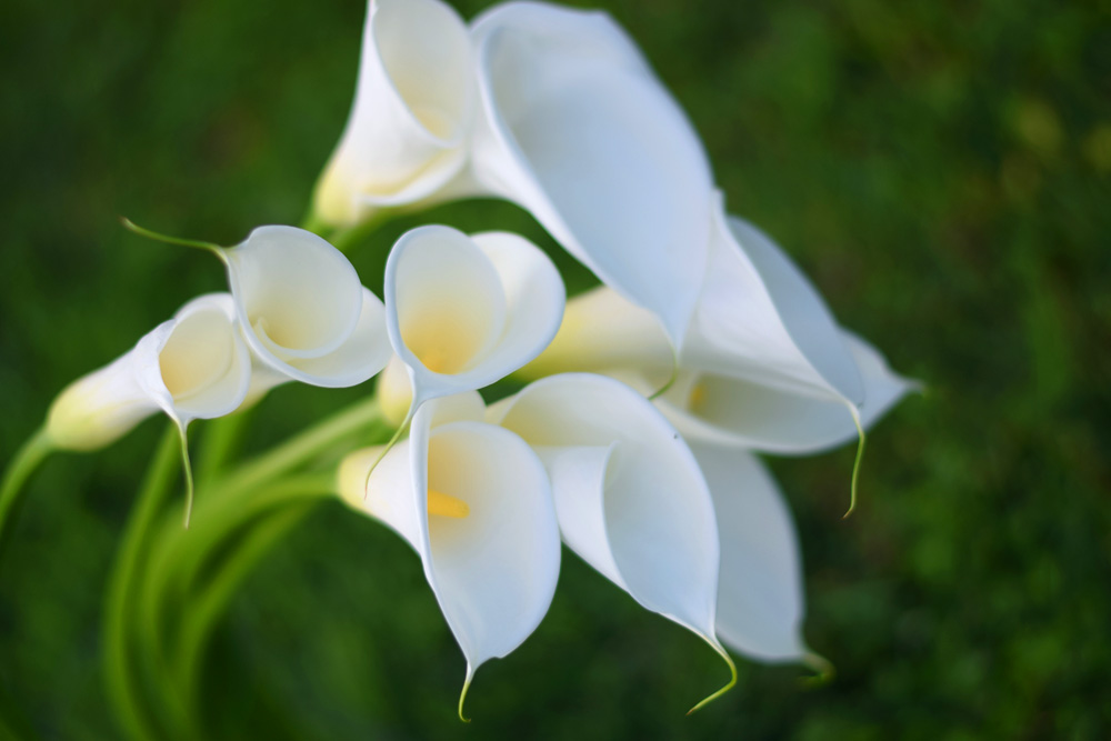 Calla Lily