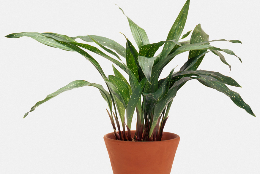 Cast Iron Plant (Aspidistra elatior)