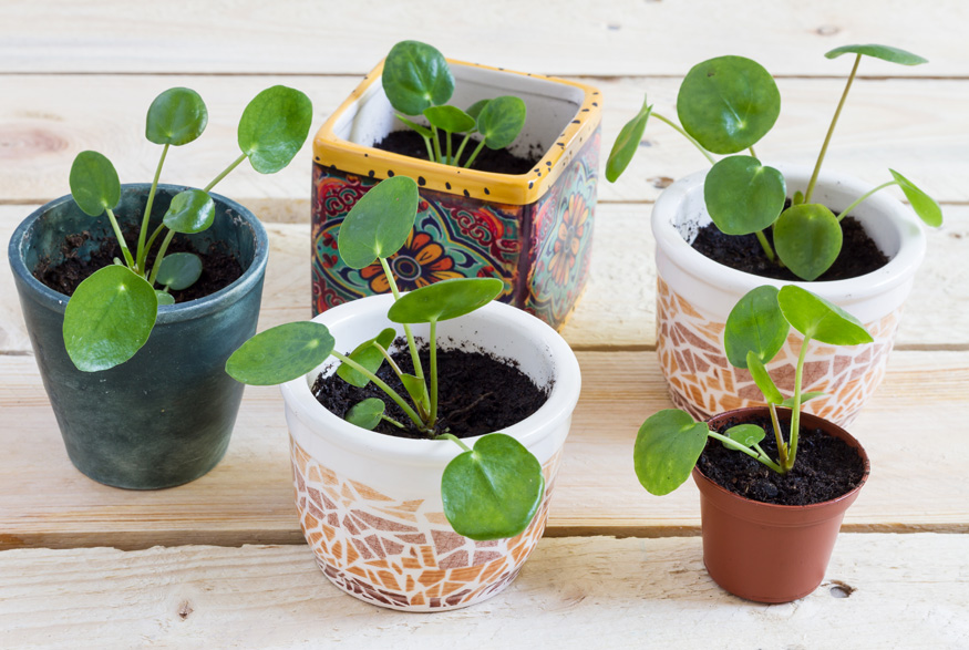 Chinese Money Plant (Pilea peperomioides)