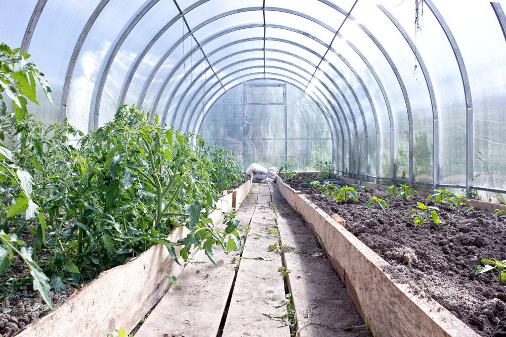 Greenhouse interior with wood floor