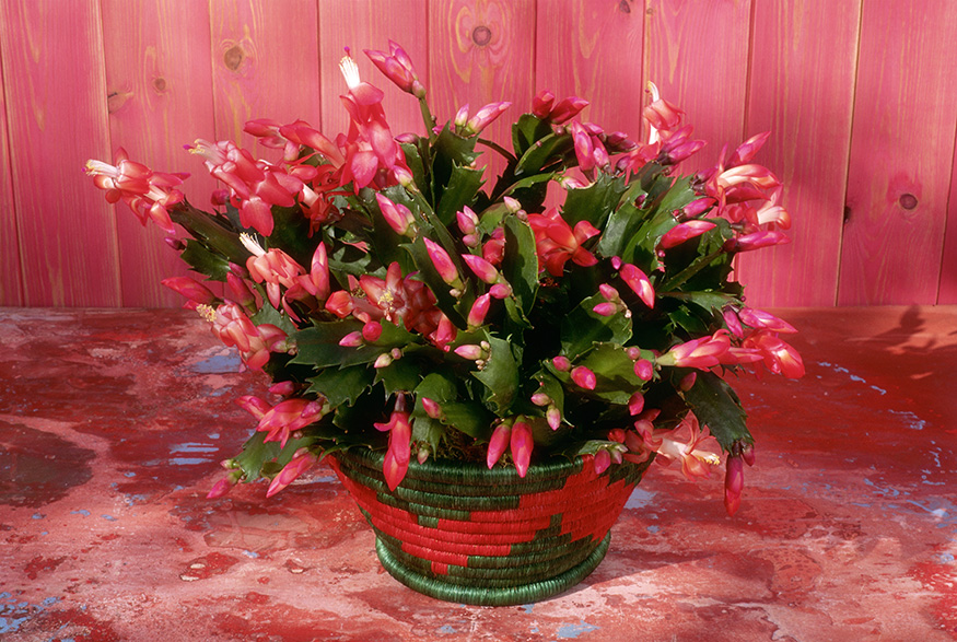 Christmas cactus