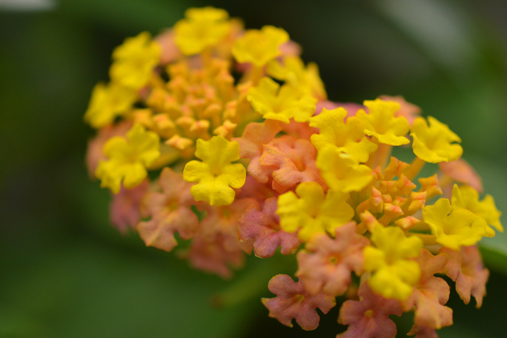 Common Lantana