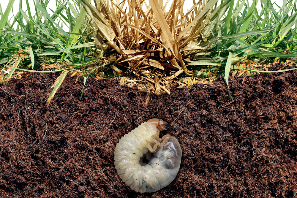 Grub under a lawn