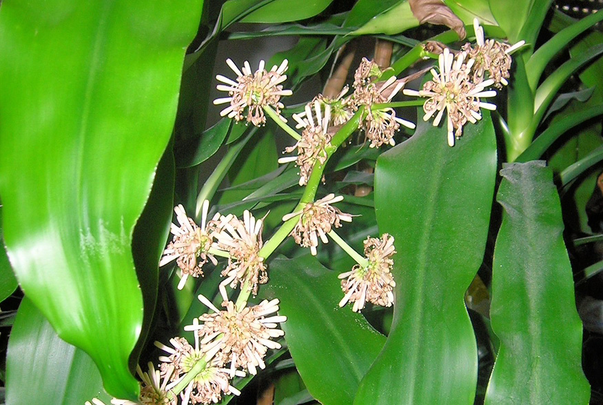 Cornstalk Dracaena