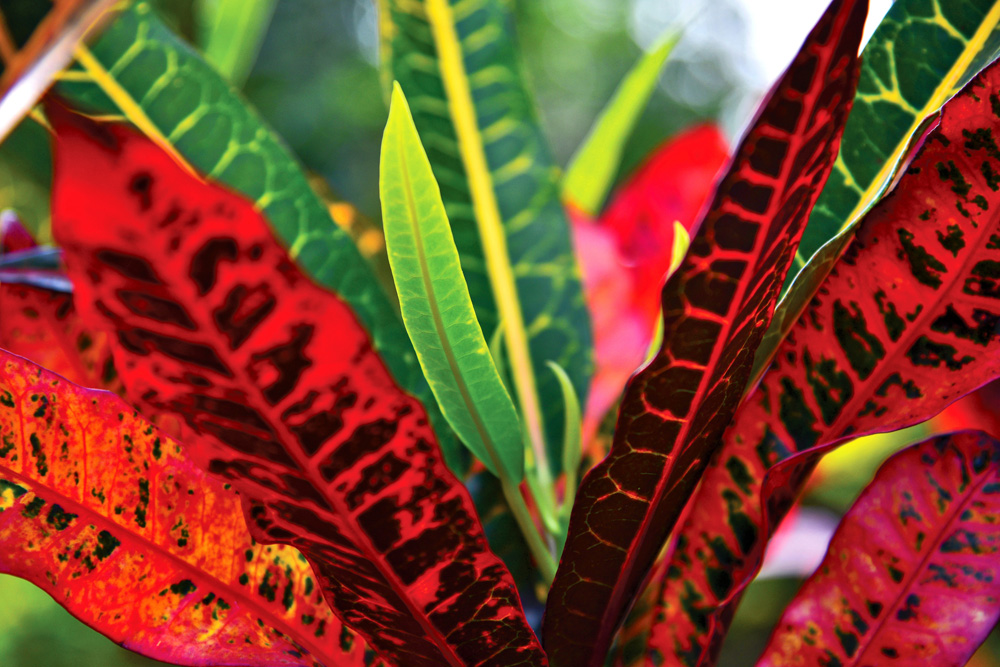 Croton (Croton spp.)