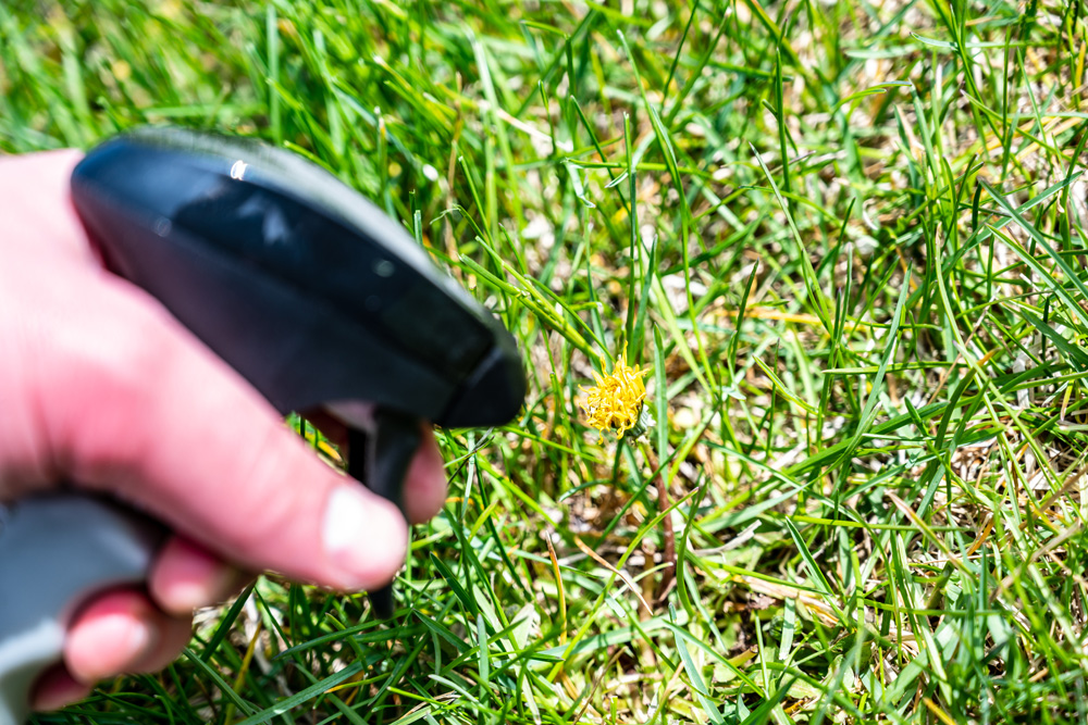 Spraying a weed