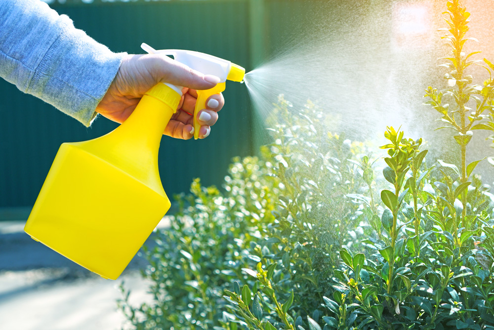 Spraying homemade weed killer