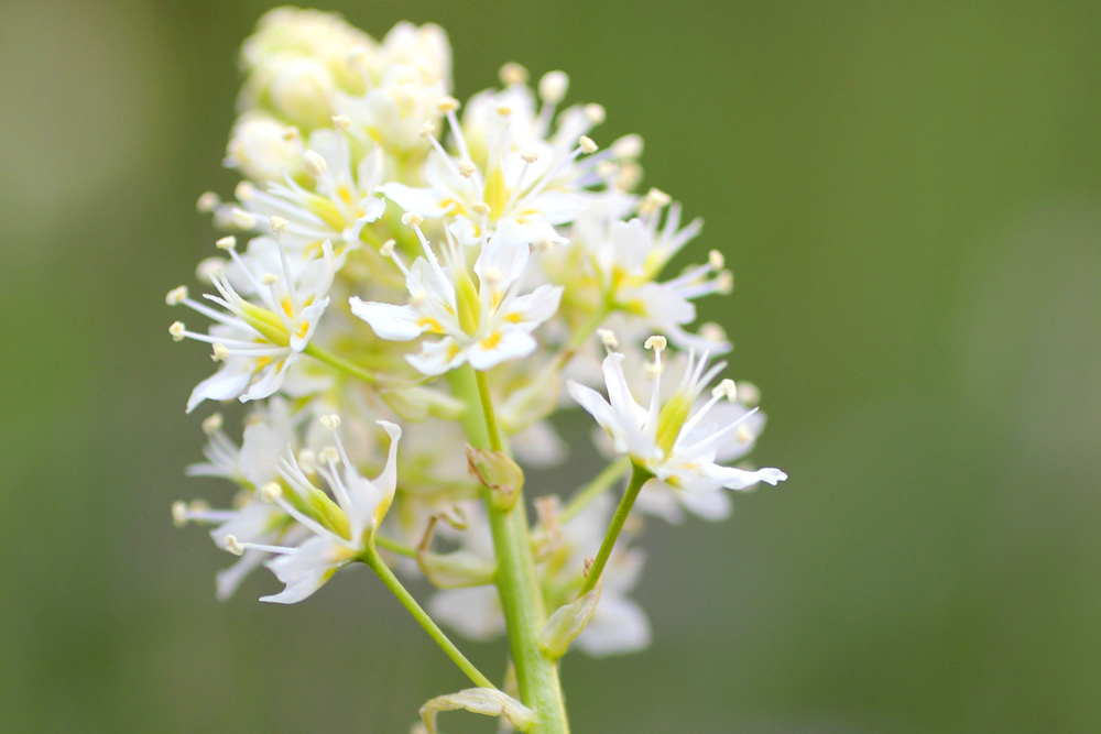 Death Camas