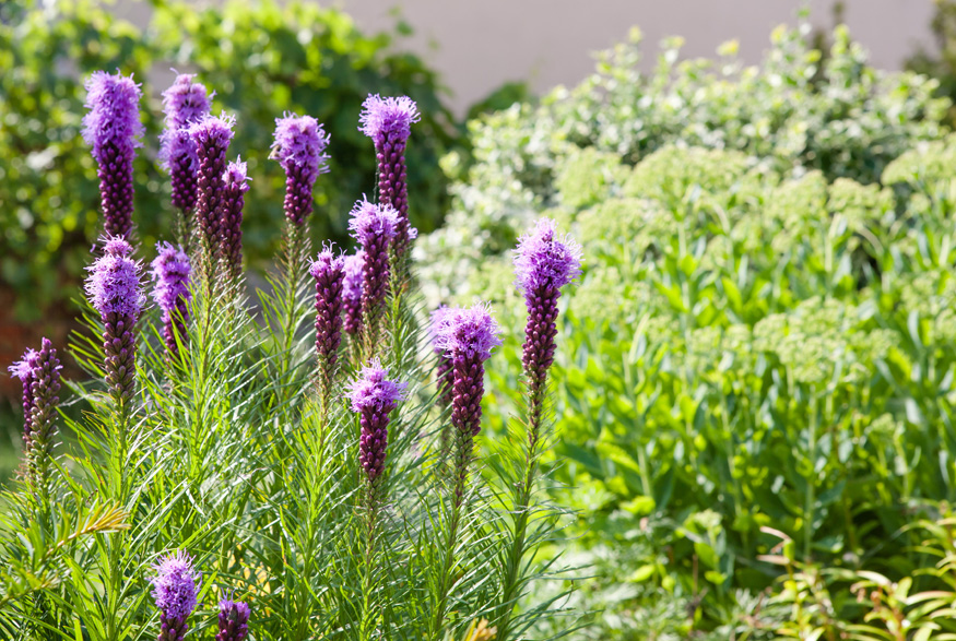 Dense Blazing Star (Liatris spicata)