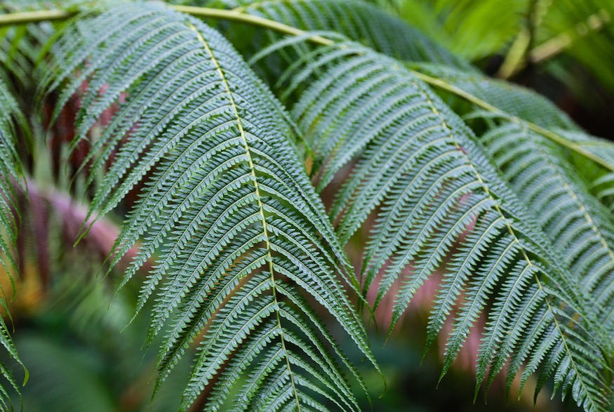 Ferns