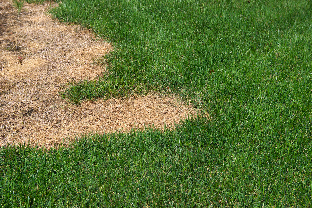 Lawn with thatch