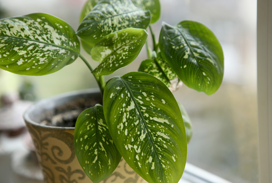 Dieffenbachia (Dieffenbachia spp.)