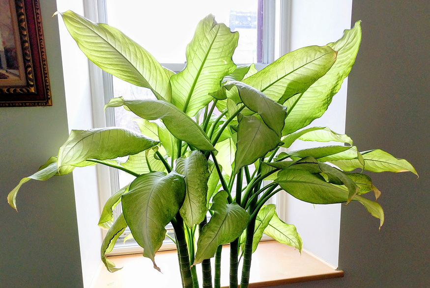 Dieffenbachia