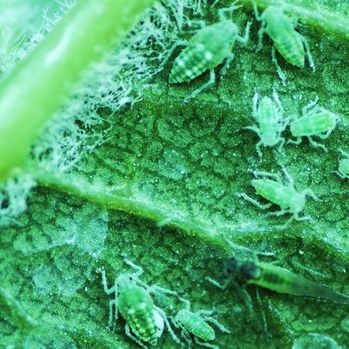 Aphids on a leaf