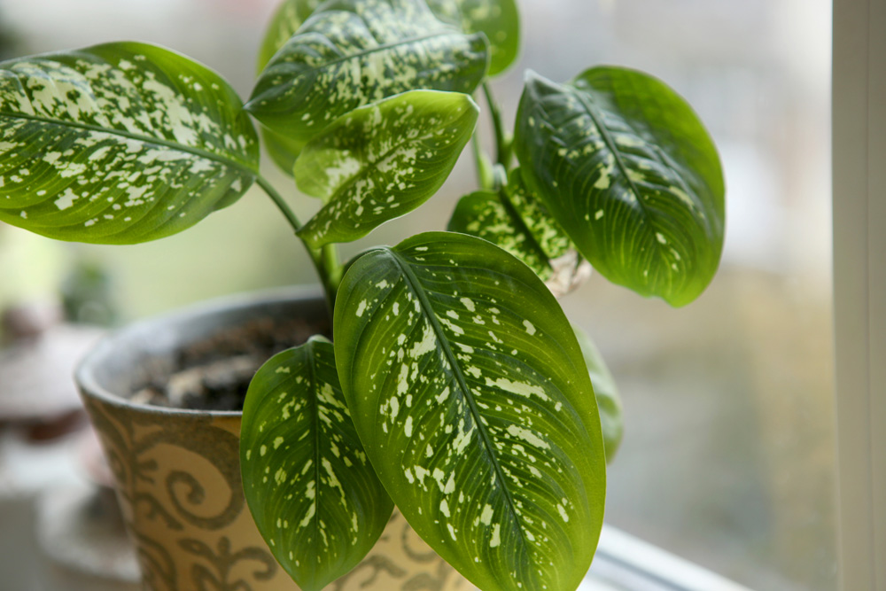 Dumb Cane