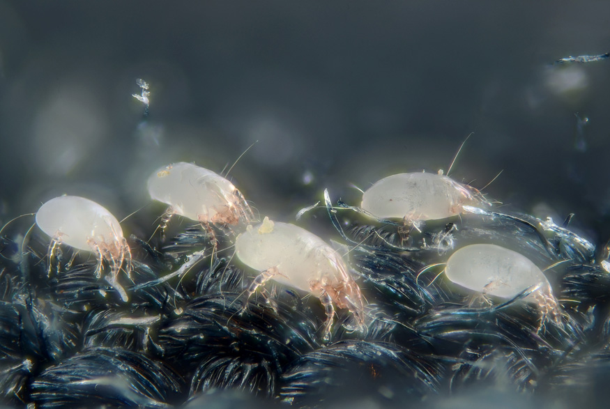 Dust mites