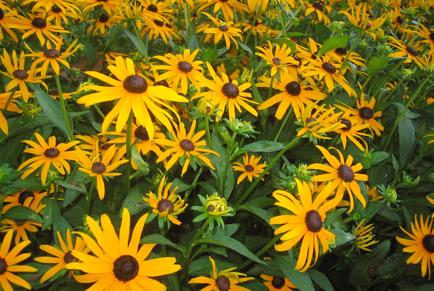 Black-Eyed Susan