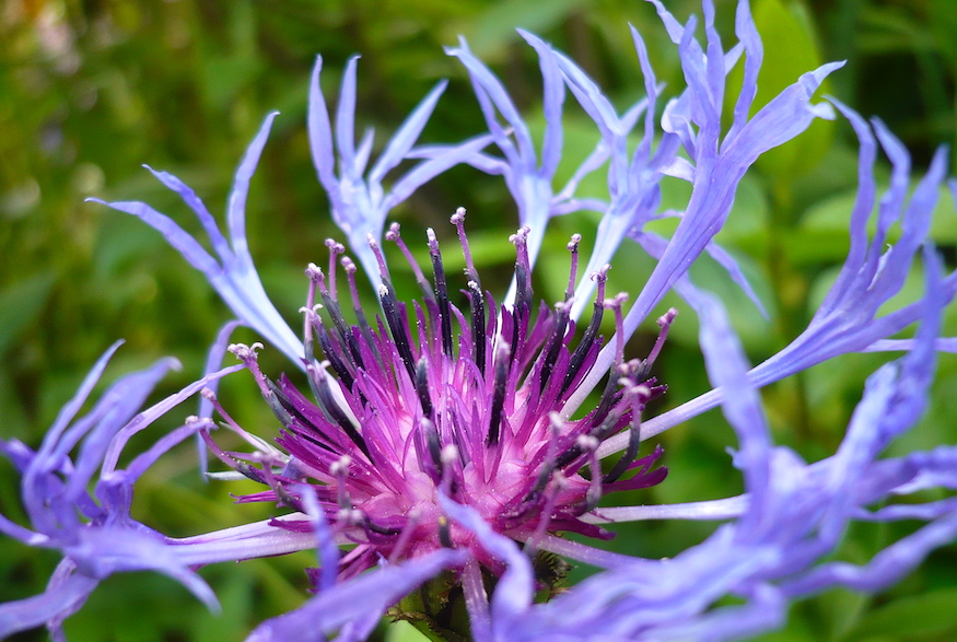 Purple Coneflower