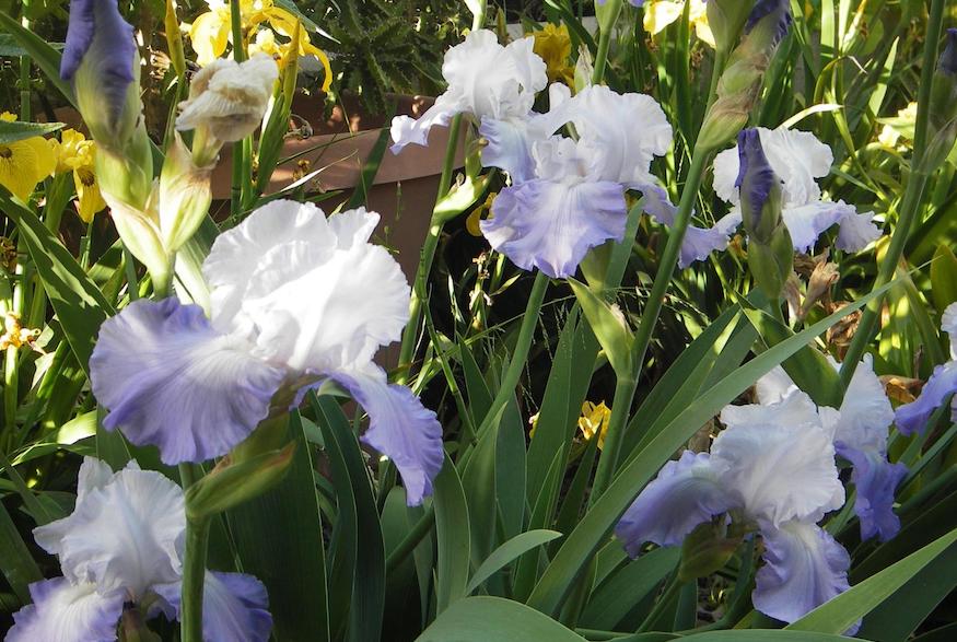 Bearded Iris