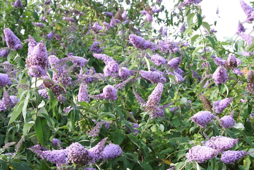 Buddleia