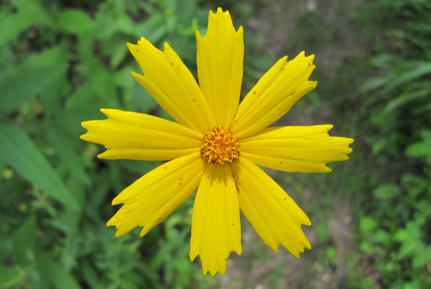 Coreopsis