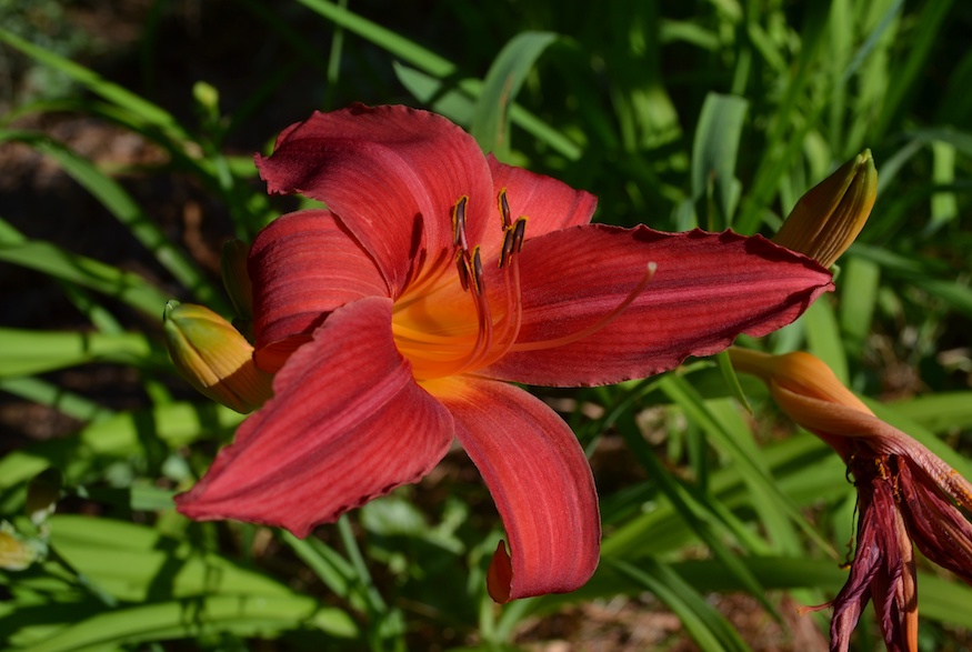 Daylily