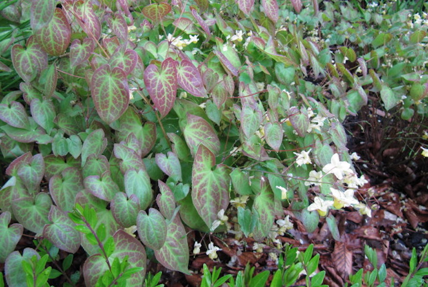 Epimedium