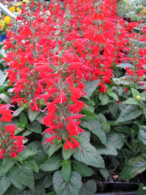 Salvia