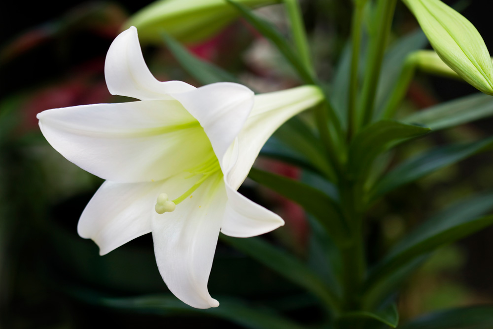 Easter Lily