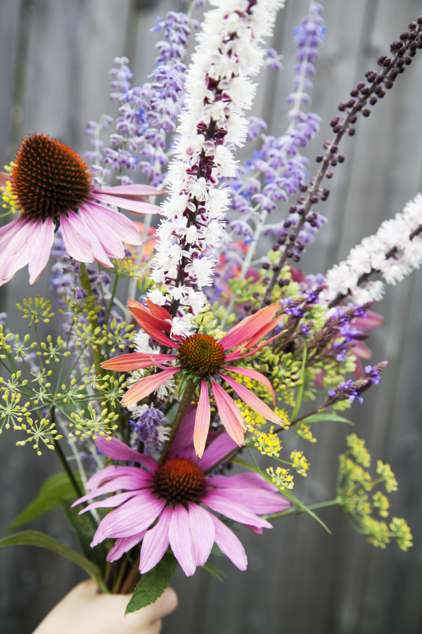 Blue Coneflowers (Echinacea)