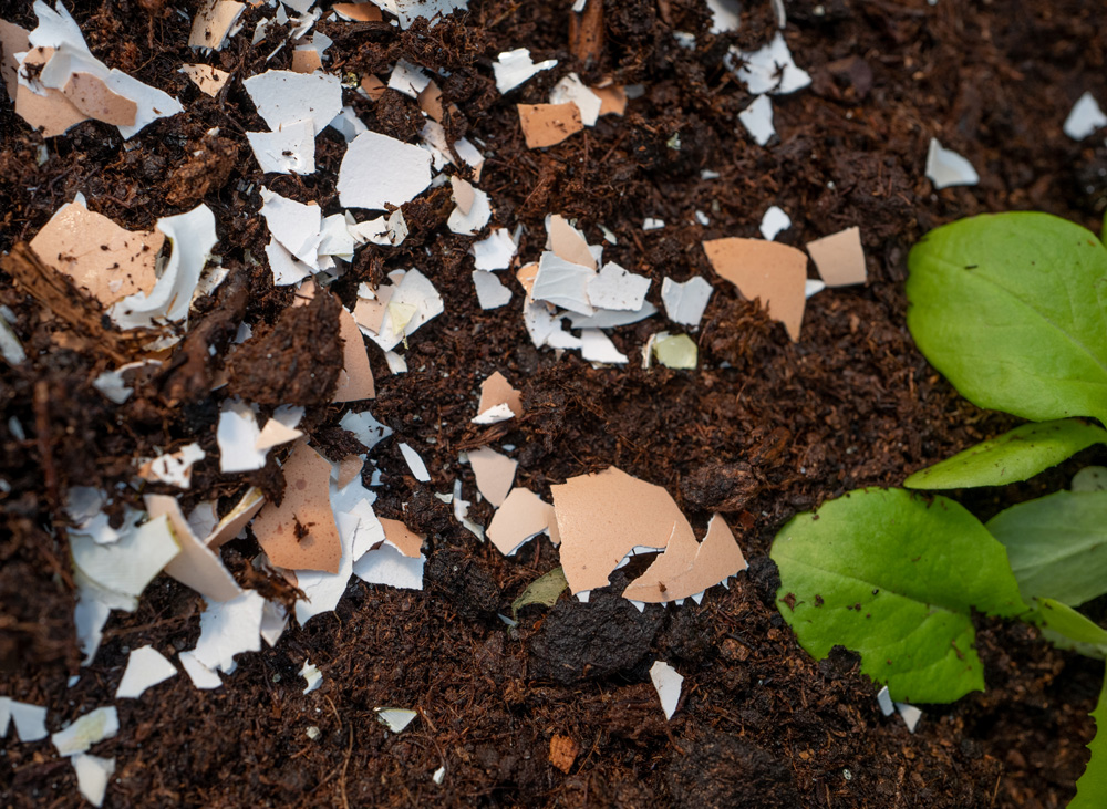 Eggshells in a garden