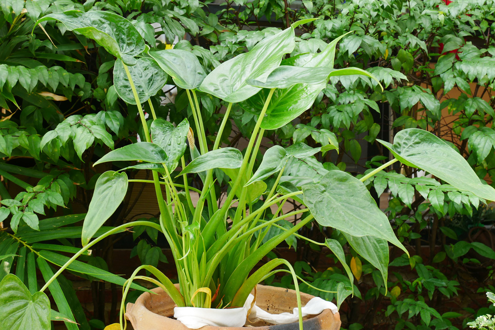 Elephant Ear (Alocasia spp.)