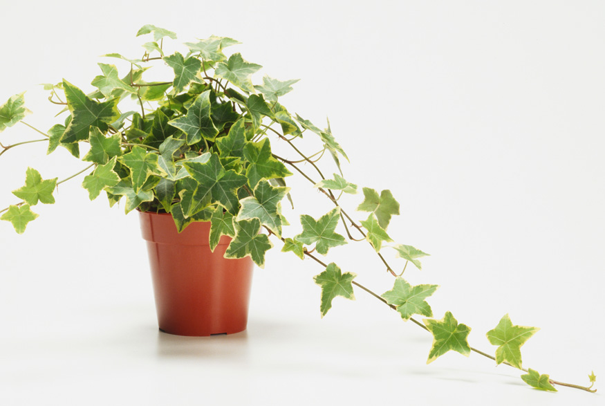 English Ivy (Hedera helix)