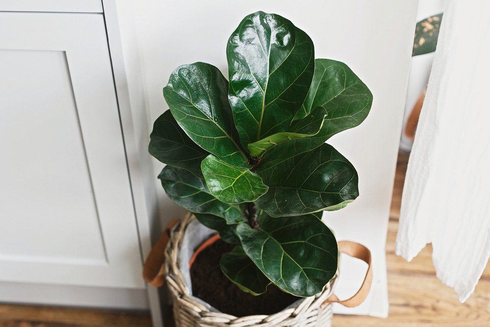 Fiddle-leaf Fig (Ficus lyrata)